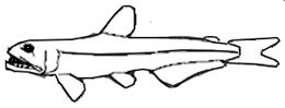 Familia  Evermannellidae.jpg